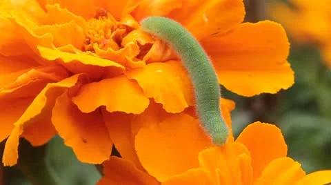 Caterpillar on a flower Stock Footage 12193117