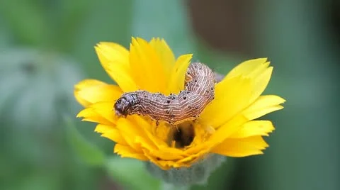 Caterpillar on a flower Stock Footage 12193118