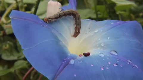 Caterpillar on a flower Stock Footage 84723583