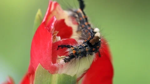 Caterpillar on flower Stock Footage 98580397
