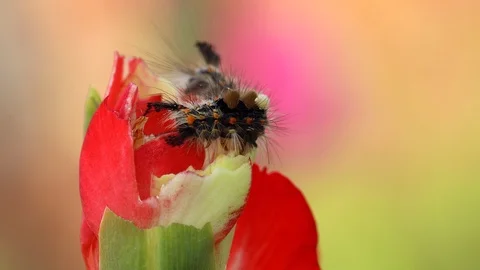 Caterpillar on flower Stock Footage 98581840