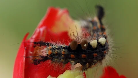 Caterpillar on flower Stock Footage 98581899
