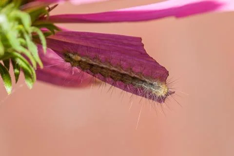 Caterpillar on flower Stock Photos