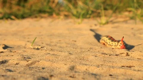 Caterpillar Stock Footage 490969