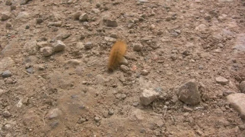 Caterpillar 库存影片 744664