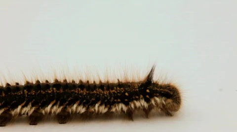 Caterpillar Видео 837411