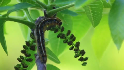 Caterpillar Video stock 4917616