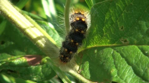 Caterpillar Stock Footage 7768908