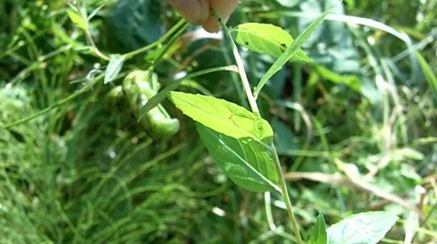 Caterpillar Stock Footage 8662688