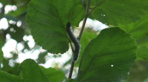 Caterpillar Video stock 8766325