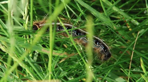 Caterpillar 動画素材 8850948