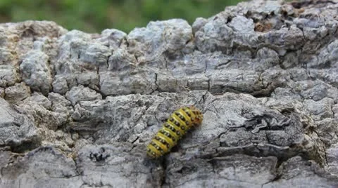 Caterpillar Stock Footage 9886442