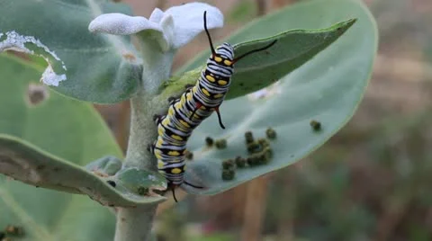 Caterpillar Видео 18010377