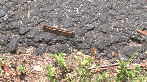 Caterpillar Video stock 23116221