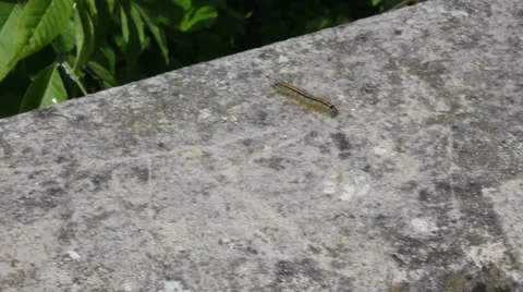 Caterpillar 動画素材 23705726