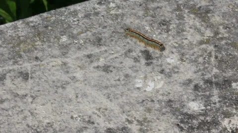 Caterpillar Stock Footage 24329264