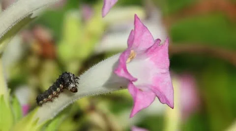 Caterpillar Stock Footage 24672466