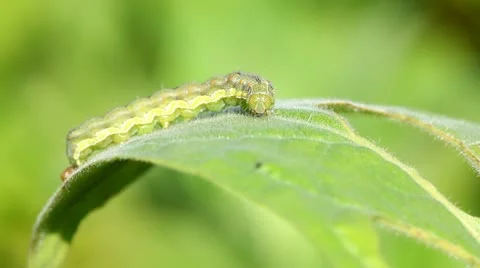 Caterpillar Stock Footage 24672551