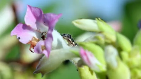 Caterpillar Stock Footage 24672592