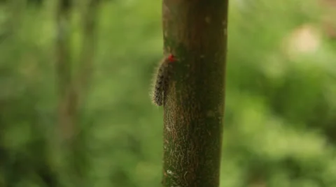 Caterpillar Stock Footage 26222722