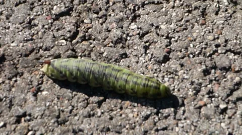 Caterpillar Stock Footage 31820272