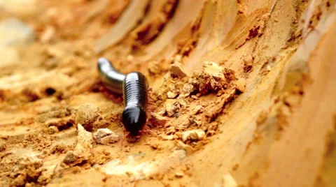 Caterpillar Stock Footage 32325838