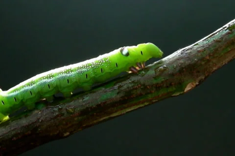 Caterpillar Stock Footage 34402156