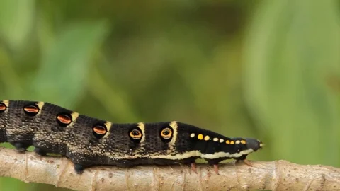 Caterpillar Video stock 80482115