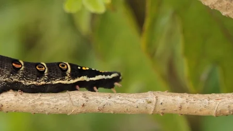 Caterpillar Stock Footage 80482980