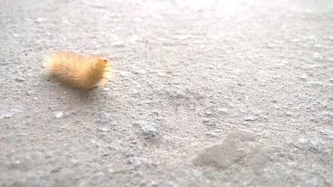 Caterpillar 库存影片 82436667