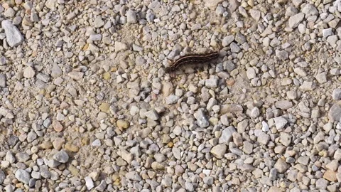 Caterpillar 스톡 동영상 86491243