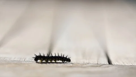 Caterpillar Video stock 90985123