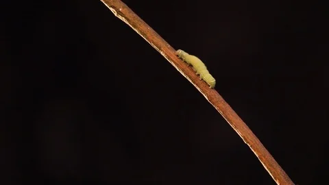 Caterpillar up Stock Footage 94552374