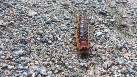 Caterpillar Stock Footage 95290943