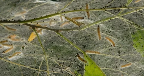 Caterpillar Stock Footage 113464815