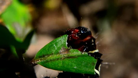 Caterpillar Stock Footage 115563108