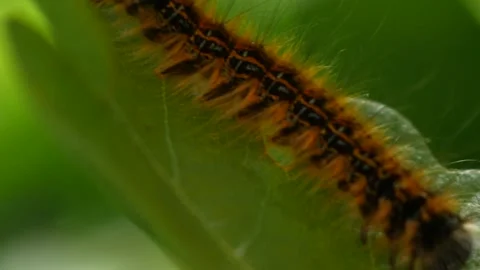 Caterpillar Video stock 132102678