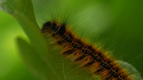 Caterpillar 動画素材 132102793