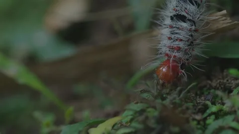 Caterpillar 스톡 동영상 137239494