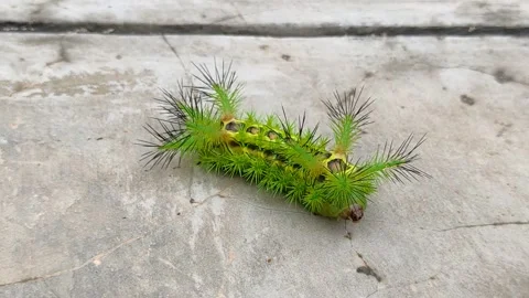Caterpillar Stock Footage 138313883