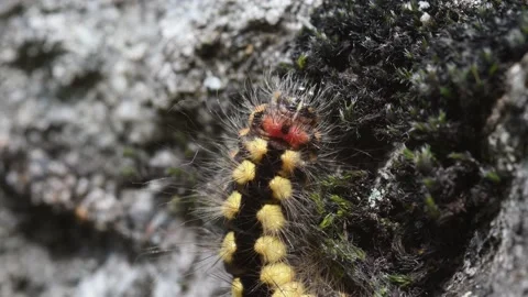 Caterpillar Stock Footage 142071530