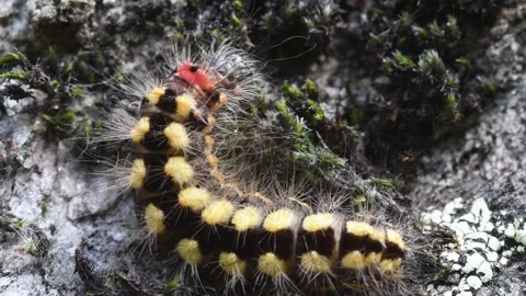 Caterpillar Stock Footage 142071540