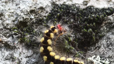 Caterpillar Stock Footage 142071554