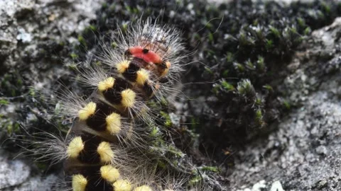 Caterpillar Stock Footage 142071593