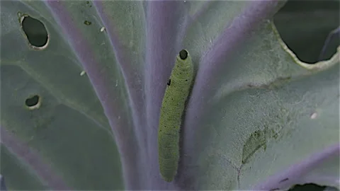 Caterpillar Stock Footage 151274046