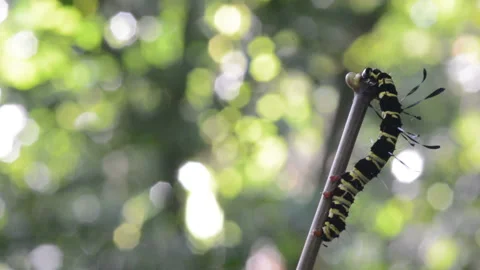 Caterpillar Stock Footage 158882188