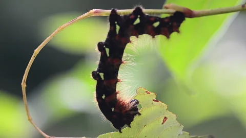 Caterpillar Stock Footage 158882199