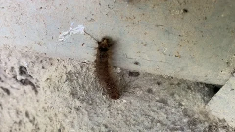 Caterpillar Video stock 159240681