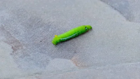 Caterpillar Stock Footage 162177374