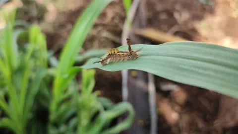 Caterpillar Stock Footage 164079249